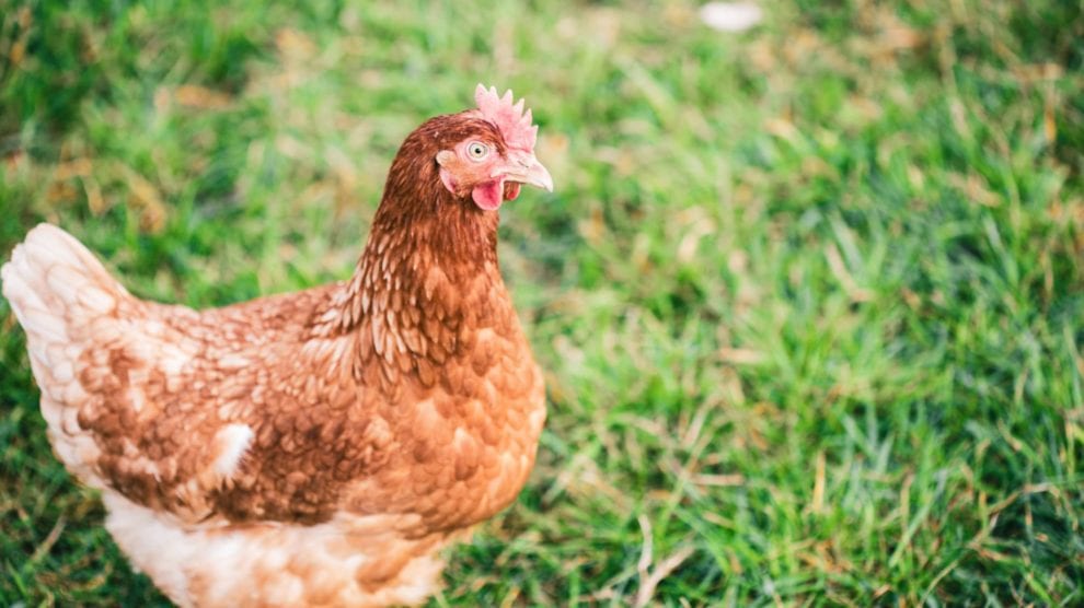 Chicken walking in grass field on sunny day