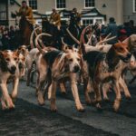 Dogs at a fox hunt